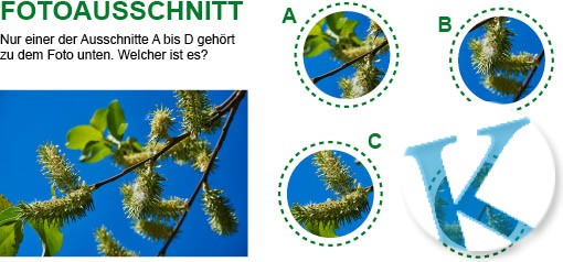 Fotoausschnitt